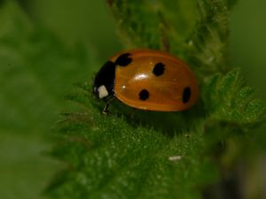 Coccinelle Luc Gizart